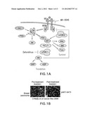 COMPOSITIONS AND METHODS FOR TREATING CANCER diagram and image