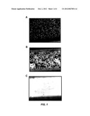 METHODS OF TREATMENT WITH SYK INHIBITORS diagram and image