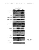 Adenovirus AD36 E4 ORF1 Protein For Prevention and Treatment of     Non-Alcoholic Fatty Liver Disease diagram and image