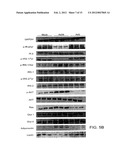 Adenovirus AD36 E4 ORF1 Protein For Prevention and Treatment of     Non-Alcoholic Fatty Liver Disease diagram and image