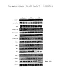 Adenovirus AD36 E4 ORF1 Protein For Prevention and Treatment of     Non-Alcoholic Fatty Liver Disease diagram and image