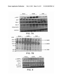 Adenovirus AD36 E4 ORF1 Protein For Prevention and Treatment of     Non-Alcoholic Fatty Liver Disease diagram and image