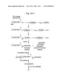 DISCOVERY OF CANDIDATE BIOMARKERS OF IN VIVO APOPTOSIS BY GLOBAL PROFILING     OF CASPASE CLEAVAGE SITES diagram and image