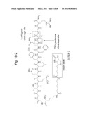 DISCOVERY OF CANDIDATE BIOMARKERS OF IN VIVO APOPTOSIS BY GLOBAL PROFILING     OF CASPASE CLEAVAGE SITES diagram and image