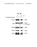 DISCOVERY OF CANDIDATE BIOMARKERS OF IN VIVO APOPTOSIS BY GLOBAL PROFILING     OF CASPASE CLEAVAGE SITES diagram and image