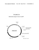 SOMATIC HYPERMUTATION SYSTEMS diagram and image