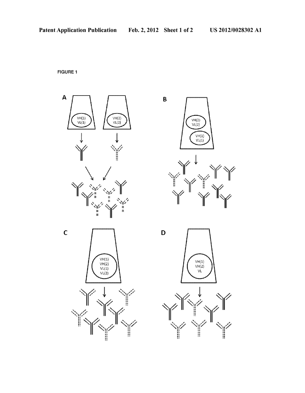 Production of oligoclonal mixtures of immunoglobulins in single cells - diagram, schematic, and image 02