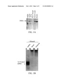 METHODS AND COMPOSITIONS RELATING TO POLYPEPTIDES WITH RNASE III DOMAINS     THAT MEDIATE RNA INTERFERENCE diagram and image