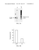 METHODS AND COMPOSITIONS RELATING TO POLYPEPTIDES WITH RNASE III DOMAINS     THAT MEDIATE RNA INTERFERENCE diagram and image