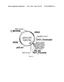 ENGINEERED MICROORGANISMS CAPABLE OF PRODUCING TARGET COMPOUNDS UNDER     ANAEROBIC CONDITIONS diagram and image