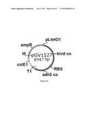 ENGINEERED MICROORGANISMS CAPABLE OF PRODUCING TARGET COMPOUNDS UNDER     ANAEROBIC CONDITIONS diagram and image