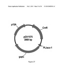 ENGINEERED MICROORGANISMS CAPABLE OF PRODUCING TARGET COMPOUNDS UNDER     ANAEROBIC CONDITIONS diagram and image