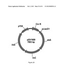 ENGINEERED MICROORGANISMS CAPABLE OF PRODUCING TARGET COMPOUNDS UNDER     ANAEROBIC CONDITIONS diagram and image