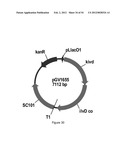 ENGINEERED MICROORGANISMS CAPABLE OF PRODUCING TARGET COMPOUNDS UNDER     ANAEROBIC CONDITIONS diagram and image