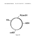 ENGINEERED MICROORGANISMS CAPABLE OF PRODUCING TARGET COMPOUNDS UNDER     ANAEROBIC CONDITIONS diagram and image