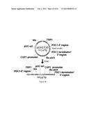 ENGINEERED MICROORGANISMS CAPABLE OF PRODUCING TARGET COMPOUNDS UNDER     ANAEROBIC CONDITIONS diagram and image