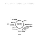 ENGINEERED MICROORGANISMS CAPABLE OF PRODUCING TARGET COMPOUNDS UNDER     ANAEROBIC CONDITIONS diagram and image