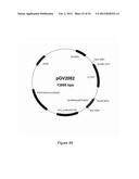 ENGINEERED MICROORGANISMS CAPABLE OF PRODUCING TARGET COMPOUNDS UNDER     ANAEROBIC CONDITIONS diagram and image