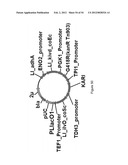 ENGINEERED MICROORGANISMS CAPABLE OF PRODUCING TARGET COMPOUNDS UNDER     ANAEROBIC CONDITIONS diagram and image