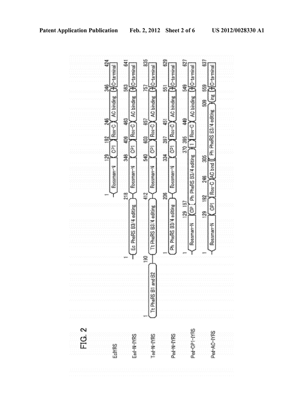 POLYPEPTIDE HAVING ACTIVITY OF AMINOACYL-tRNA SYNTHETASE AND USE THEREOF - diagram, schematic, and image 03