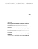 MULTIPLE RNA POLYMERASE III PROMOTER EXPRESSION CONSTRUCTS diagram and image