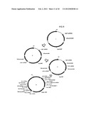 MULTIPLE RNA POLYMERASE III PROMOTER EXPRESSION CONSTRUCTS diagram and image