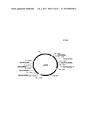 MULTIPLE RNA POLYMERASE III PROMOTER EXPRESSION CONSTRUCTS diagram and image