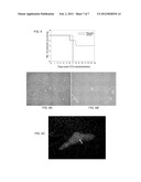 SYSTEMS AND METHODS FOR MAKING HEPATOCYTES FROM EXTRAHEPATIC SOMATIC STEM     CELLS AND USE THEREOF diagram and image