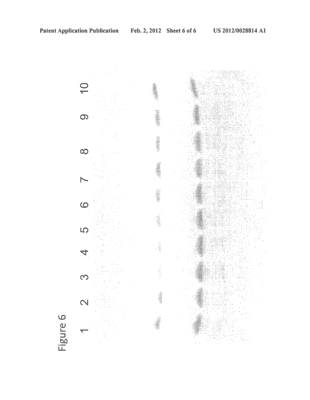 OLIGONUCLEOTIDE LIGATION, BARCODING AND METHODS AND COMPOSITIONS FOR     IMPROVING DATA QUALITY AND THROUGHPUT USING MASSIVELY PARALLEL SEQUENCING - diagram, schematic, and image 07