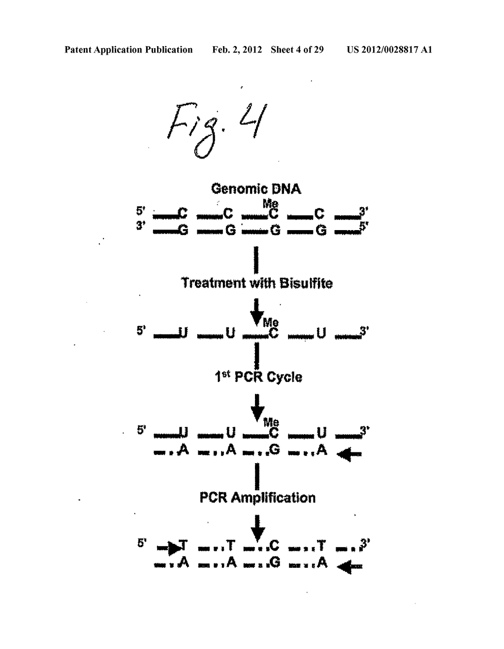 Methods and Kits for Genome-Wide Methylation of GpC Sites and Genome-Wide     Determination of Chromatin Structure - diagram, schematic, and image 05