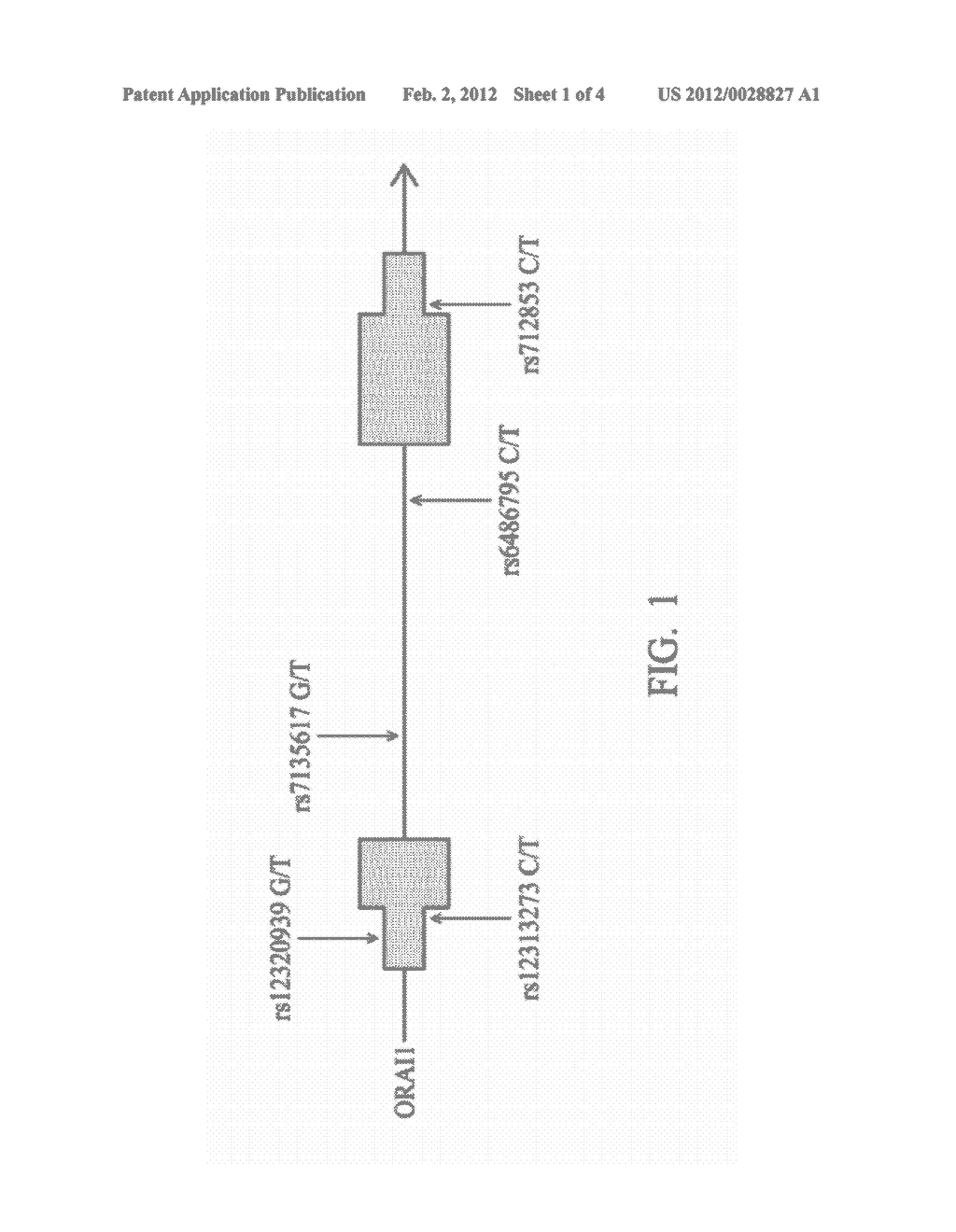 METHOD FOR DETERMINING A RISK, FOR A SUBJECT, OF SUFFERING FROM ATOPIC     DERMATITIS OR SEVERITY OF ATOPIC DERMATITIS FOR A SUBJECT SUFFERING FROM     ATOPIC DERMATITIS AND METHOD FOR USING A SINGLE-NUCLEOTIDE POLYMORPHISM     RS12313273 AS A BIOMARKER FOR DETERMINING THE DEVELOPMENT OR SEVERITY OF     ATOPIC DERMATITIS - diagram, schematic, and image 02