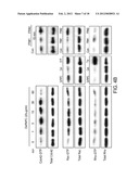 METHODS AND COMPOSITIONS USING OXIDIZED PHOSPHOLIPIDS diagram and image