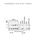 METHODS AND COMPOSITIONS USING OXIDIZED PHOSPHOLIPIDS diagram and image