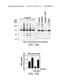 METHODS AND COMPOSITIONS USING OXIDIZED PHOSPHOLIPIDS diagram and image