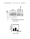 METHODS AND COMPOSITIONS USING OXIDIZED PHOSPHOLIPIDS diagram and image