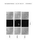 Interior functionalized hyperbranched dendron-conjugated nanoparticles and     uses thereof diagram and image