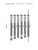 METHODS AND COMPOSITIONS COMPRISING TAU OLIGOMERS diagram and image