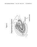 METHODS AND COMPOSITIONS COMPRISING TAU OLIGOMERS diagram and image