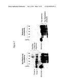 METHODS AND COMPOSITIONS COMPRISING TAU OLIGOMERS diagram and image