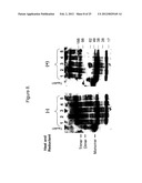 METHODS AND COMPOSITIONS COMPRISING TAU OLIGOMERS diagram and image