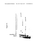 METHODS AND COMPOSITIONS COMPRISING TAU OLIGOMERS diagram and image