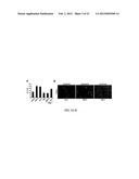 Stem Cell Differentiating Agents and Uses Therefor diagram and image