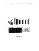 Stem Cell Differentiating Agents and Uses Therefor diagram and image