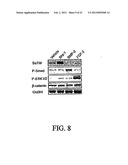 Stem Cell Differentiating Agents and Uses Therefor diagram and image