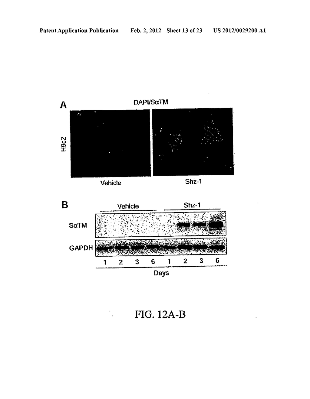 Stem Cell Differentiating Agents and Uses Therefor - diagram, schematic, and image 14