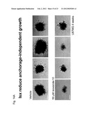 Stem Cell Differentiating Agents and Uses Therefor diagram and image