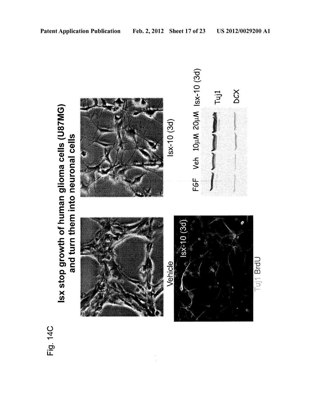 Stem Cell Differentiating Agents and Uses Therefor - diagram, schematic, and image 18