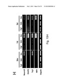 Stem Cell Differentiating Agents and Uses Therefor diagram and image