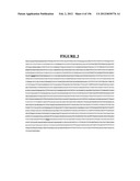 NOVEL GENE DISRUPTIONS, COMPOSITIONS AND METHODS RELATING THERETO diagram and image