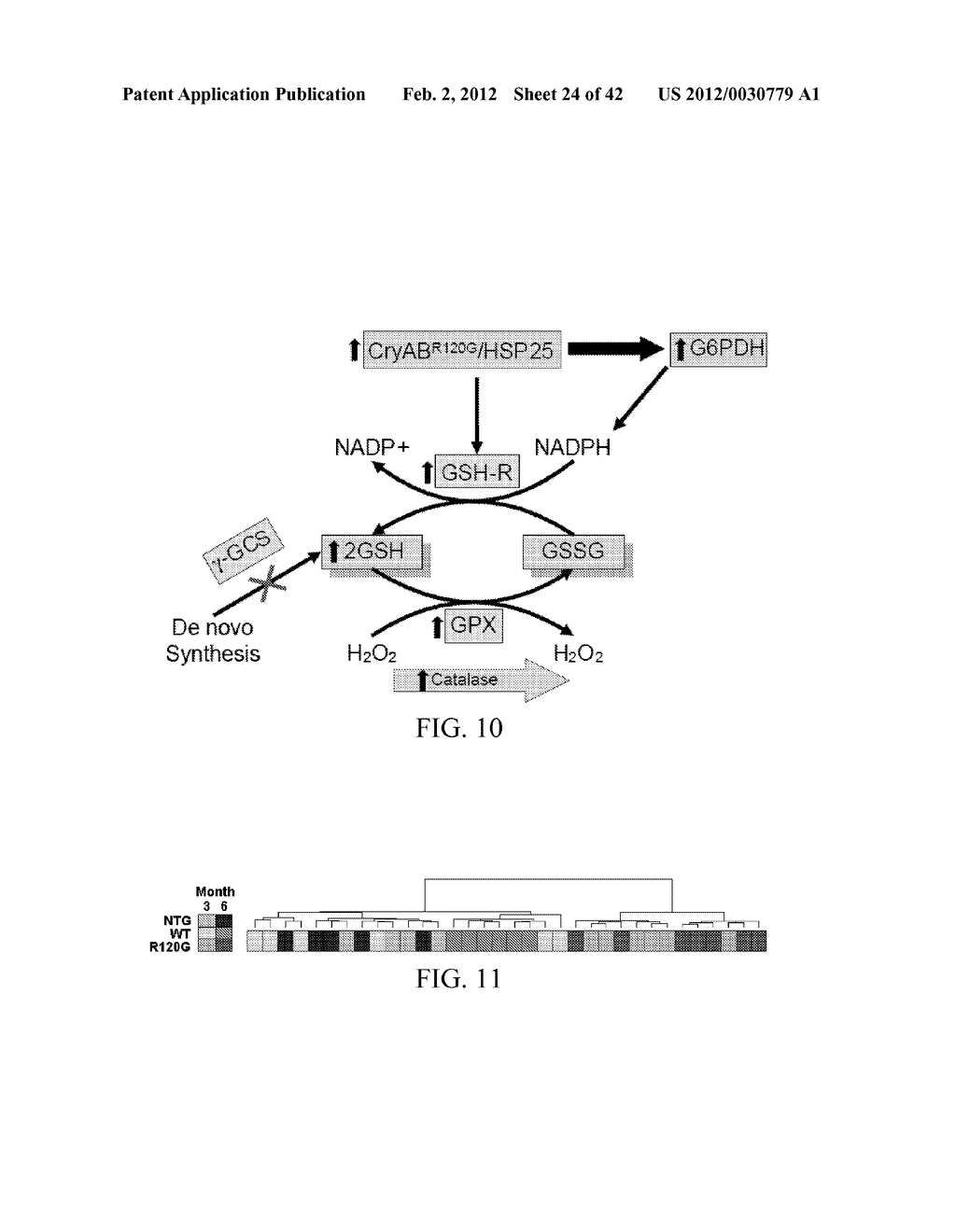 COMPOSITIONS AND METHODS FOR DETECTING, TREATING, OR PREVENTING REDUCTIVE     STRESS - diagram, schematic, and image 25